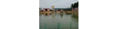 புன்னை நல்லூர் மாரியம்மன் - தமிழ்நாடு